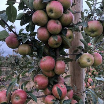 apple cider tree