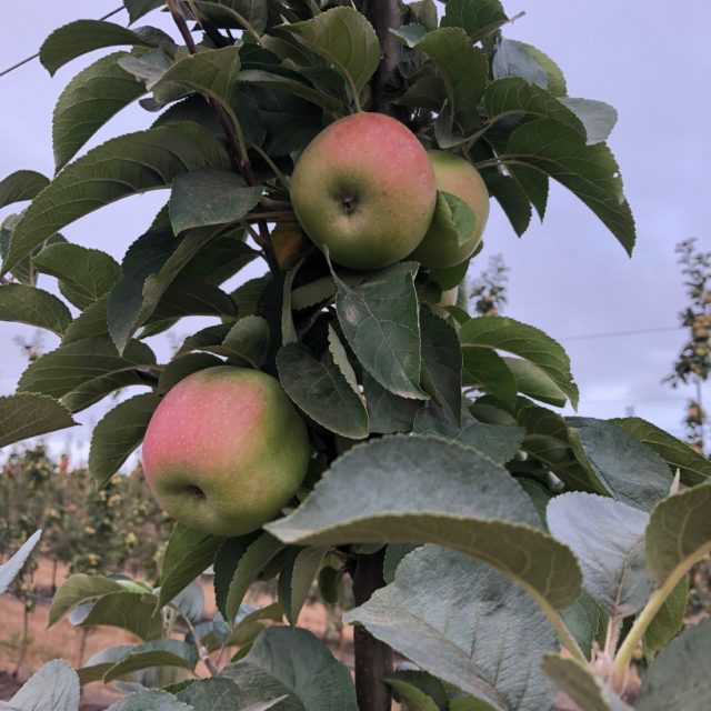 cider apples on tree